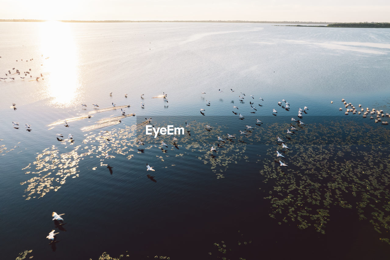 High angle view of pelicans on a lake