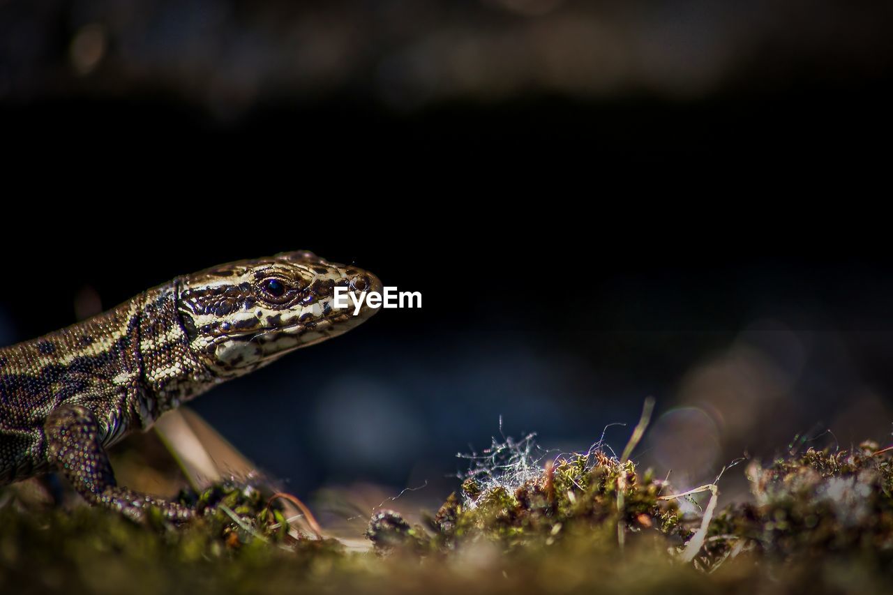 animal themes, animal, animal wildlife, one animal, reptile, wildlife, macro photography, close-up, nature, no people, animal body part, lizard, outdoors, side view, plant, environment, portrait, selective focus, land, animal head