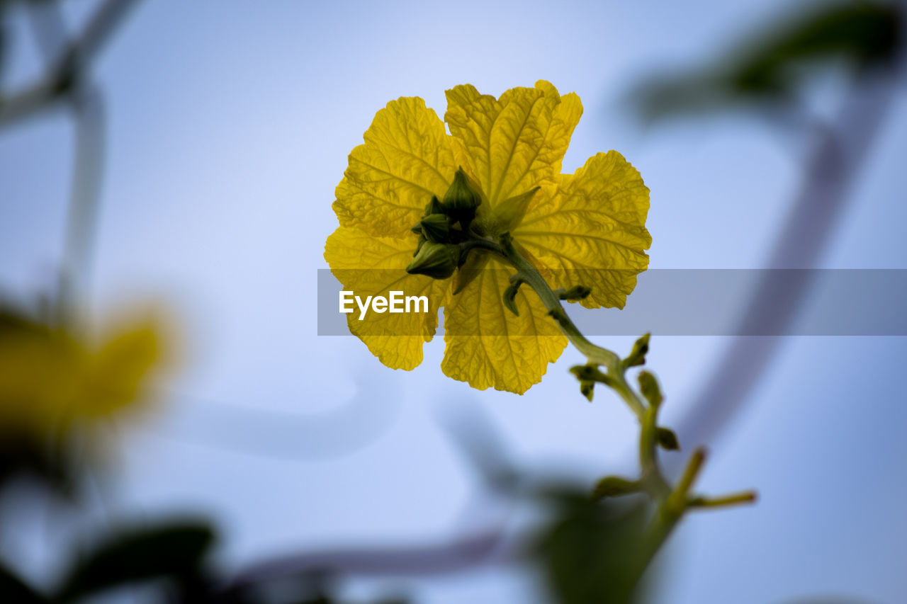 Close-up of yellow flowering plant