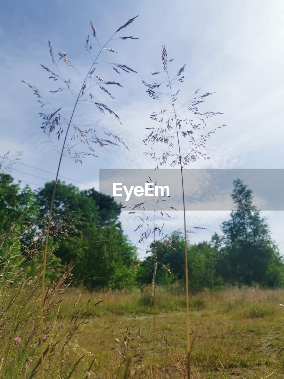 PLANTS GROWING ON LAND