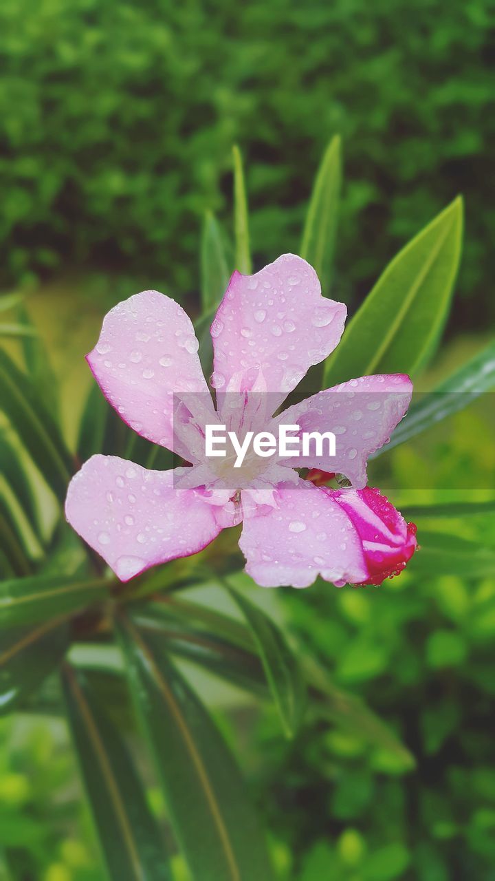 Close-up of pink flowers