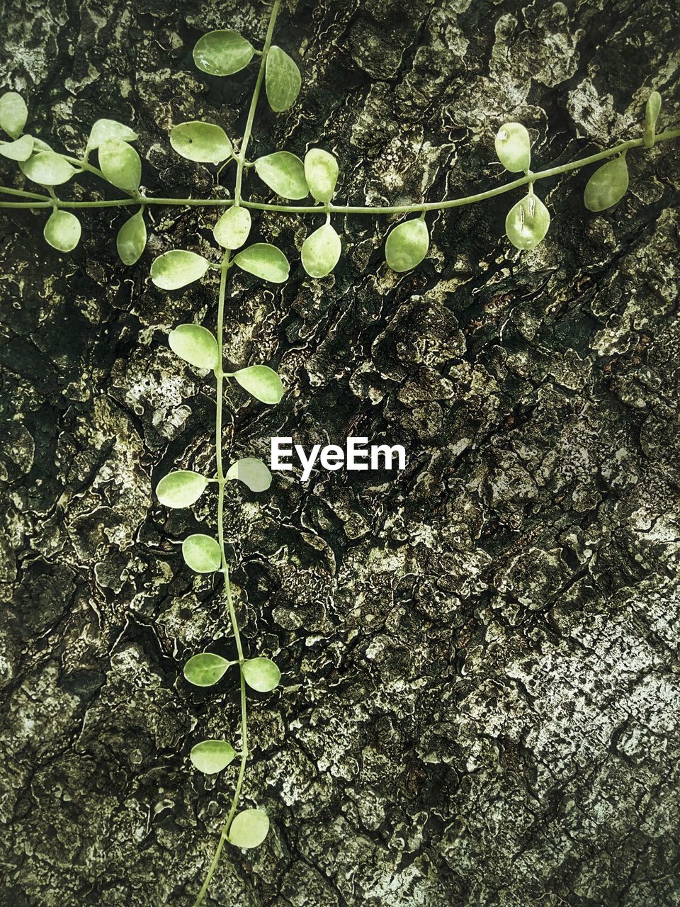 High angle view of plants