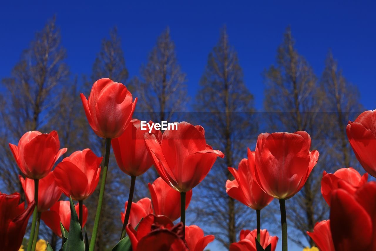 Close-up of red tulips on field against blue sky