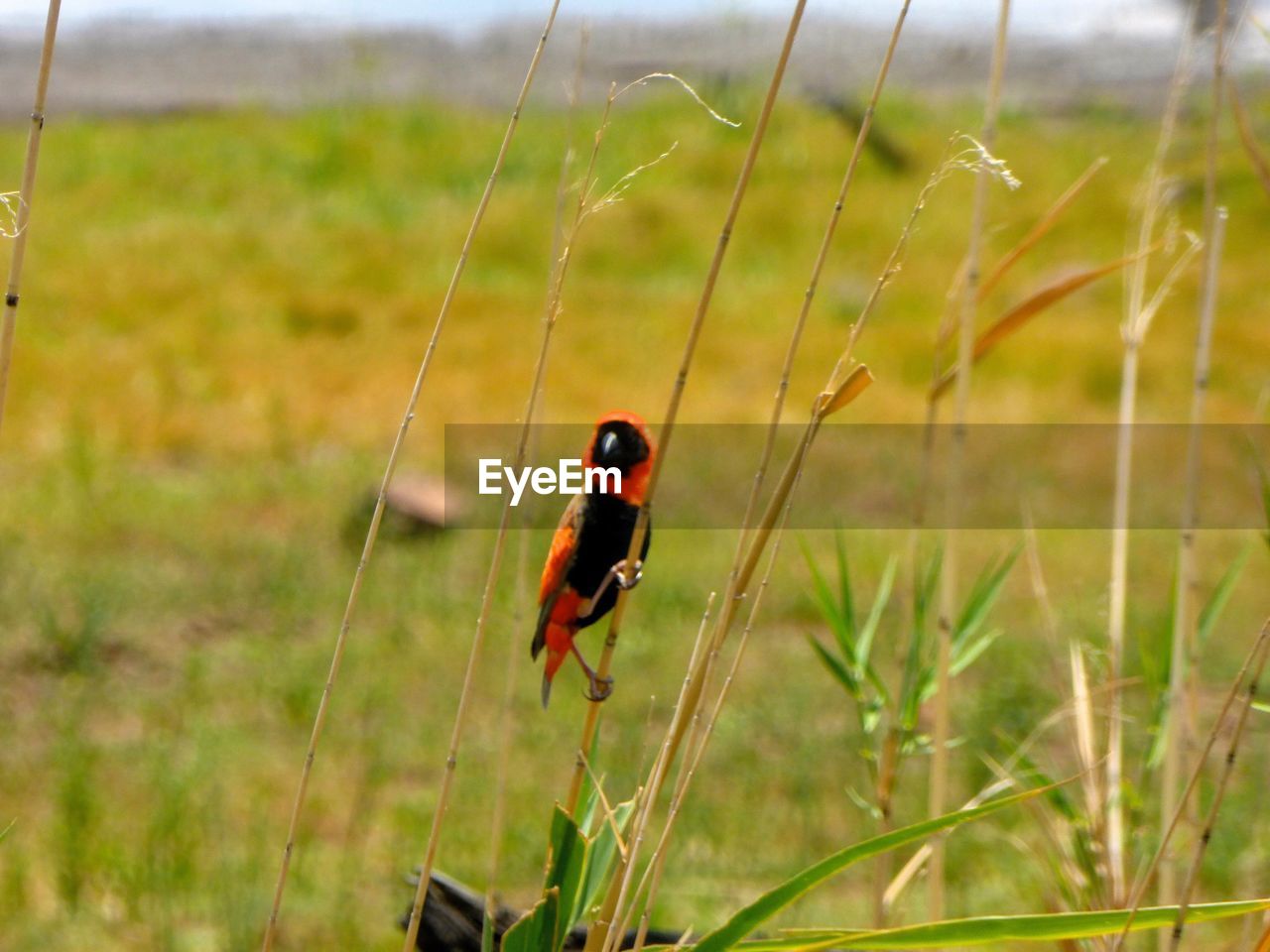 CLOSE UP OF LADYBUG ON GRASS