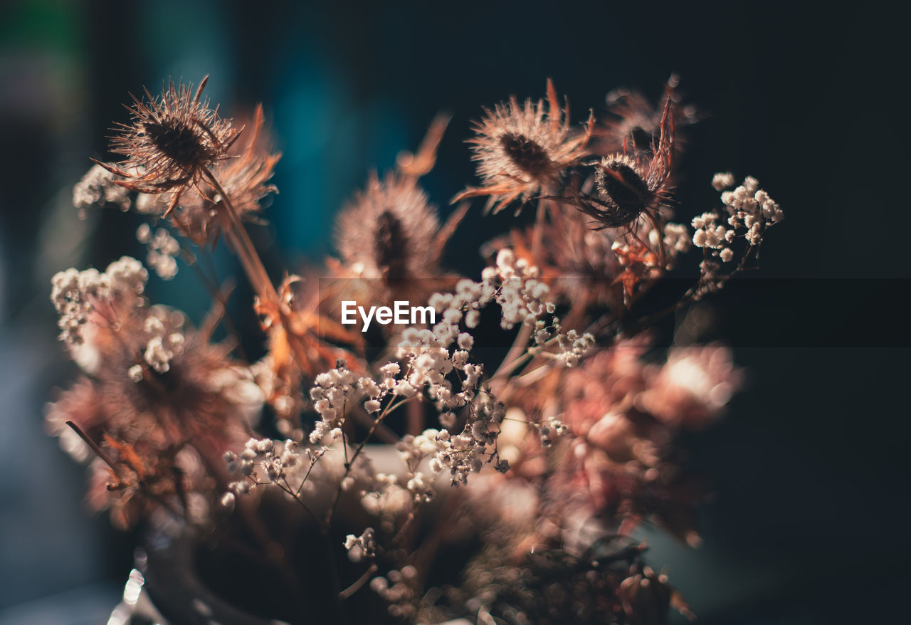 Backlited flowers in vase on the table in sunset time