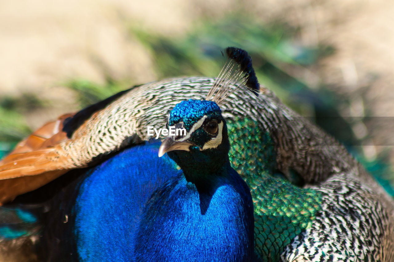 Close-up of peacock