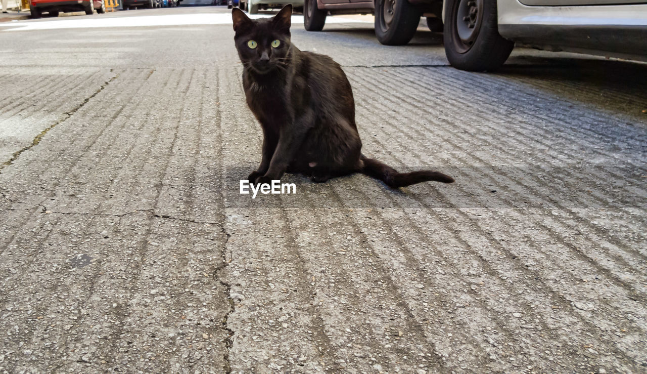 PORTRAIT OF CAT SITTING ON GROUND