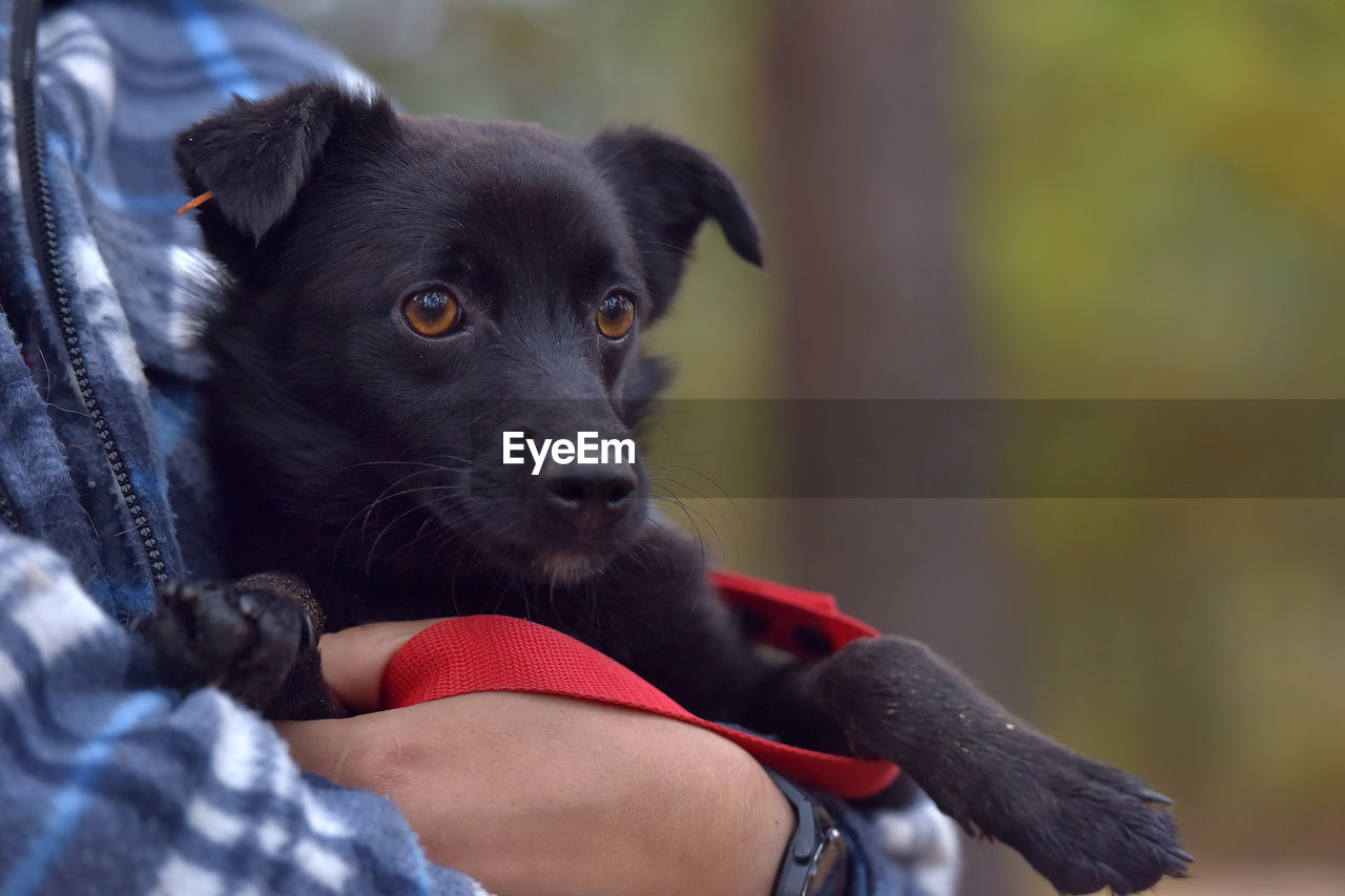 PORTRAIT OF BLACK DOG WITH HAND