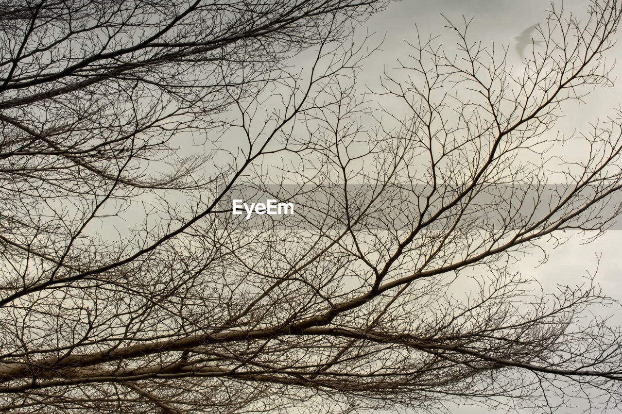 Low angle view of bare tree against sky