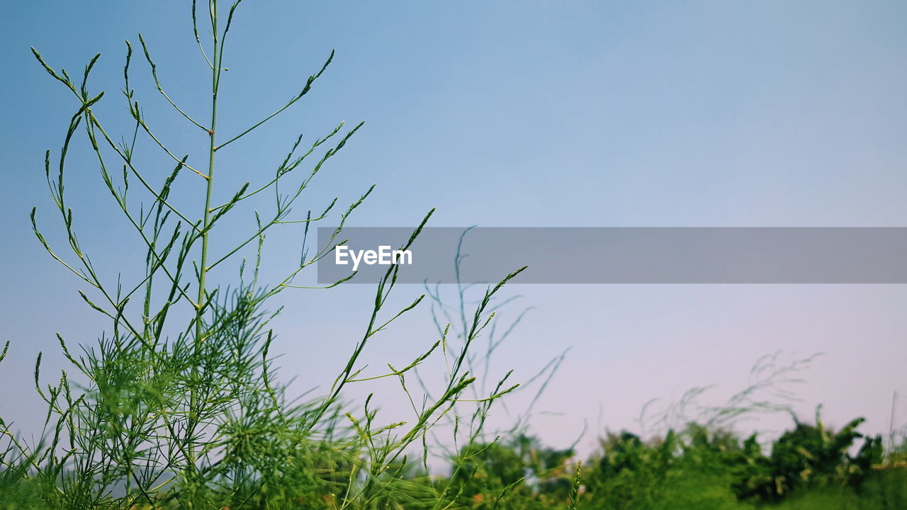 Low angle view of plants against clear blue sky