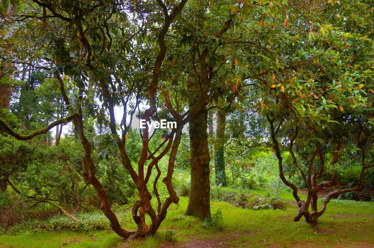 TREES ON LANDSCAPE