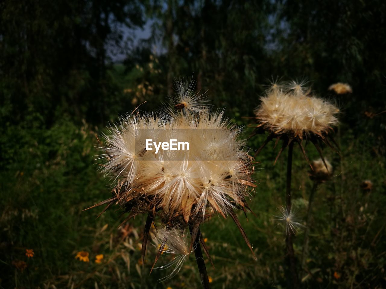 Close-up of dandelion on field