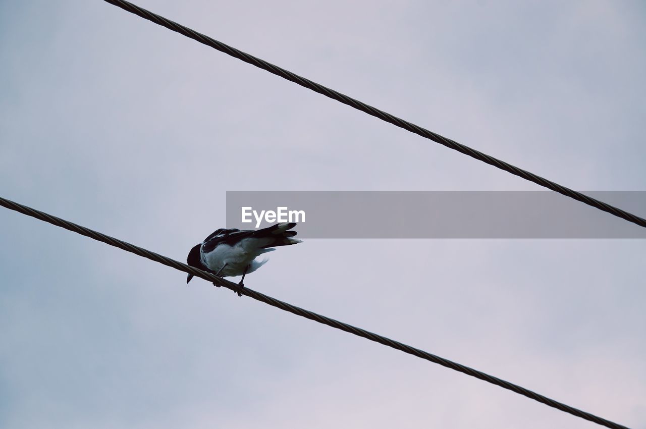 Low angle view of bird perching on cable