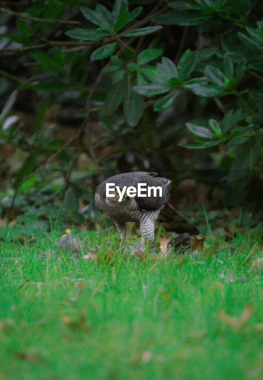 high angle view of squirrel on grassy field