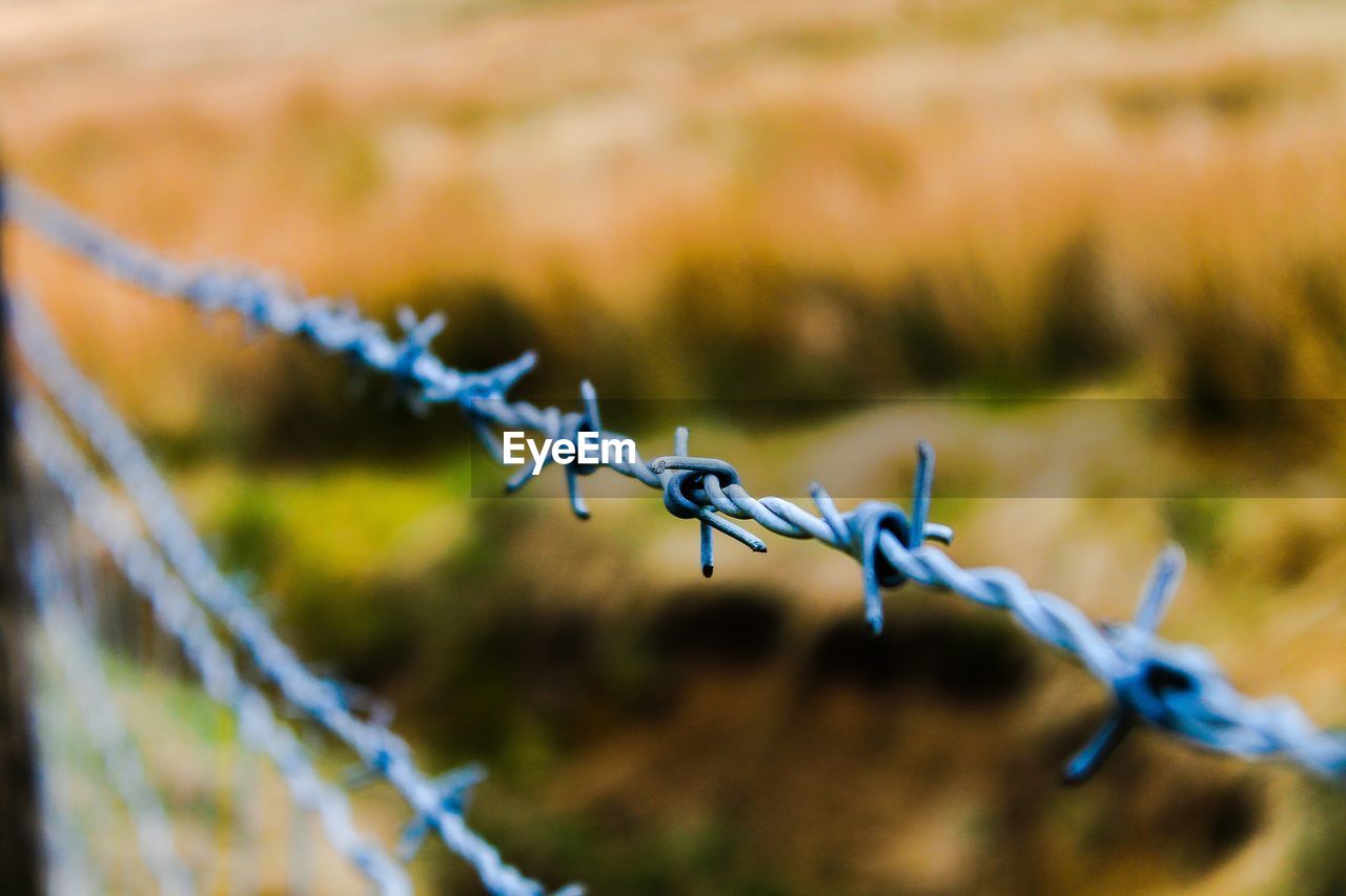 nature, security, protection, wire, fence, barbed wire, flower, grass, branch, close-up, leaf, focus on foreground, no people, macro photography, metal, sharp, outdoor structure, wire fencing, selective focus, day, warning sign, outdoors, autumn, home fencing, frost, communication, sign, forbidden