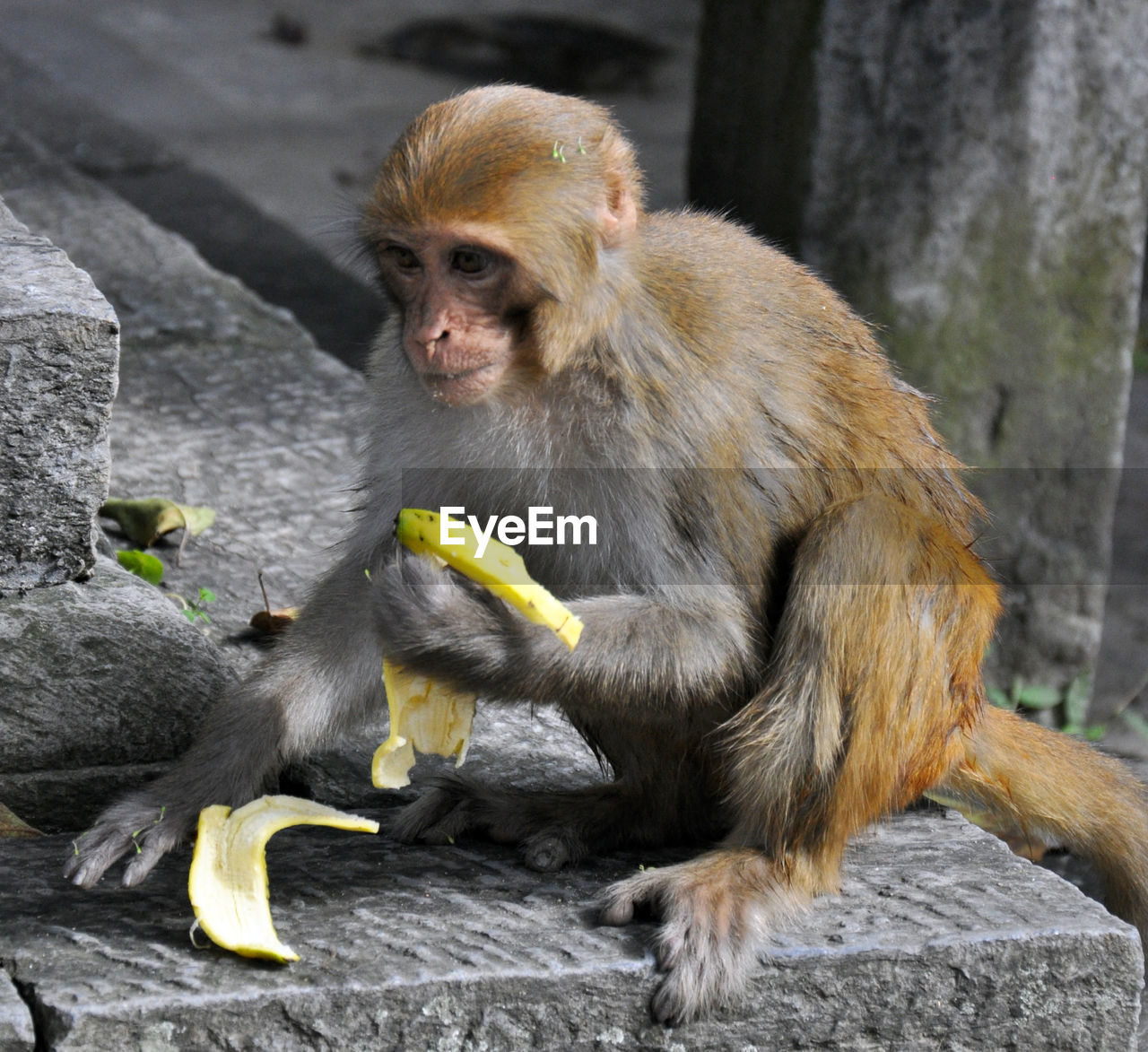 Full length of monkey eating banana at temple