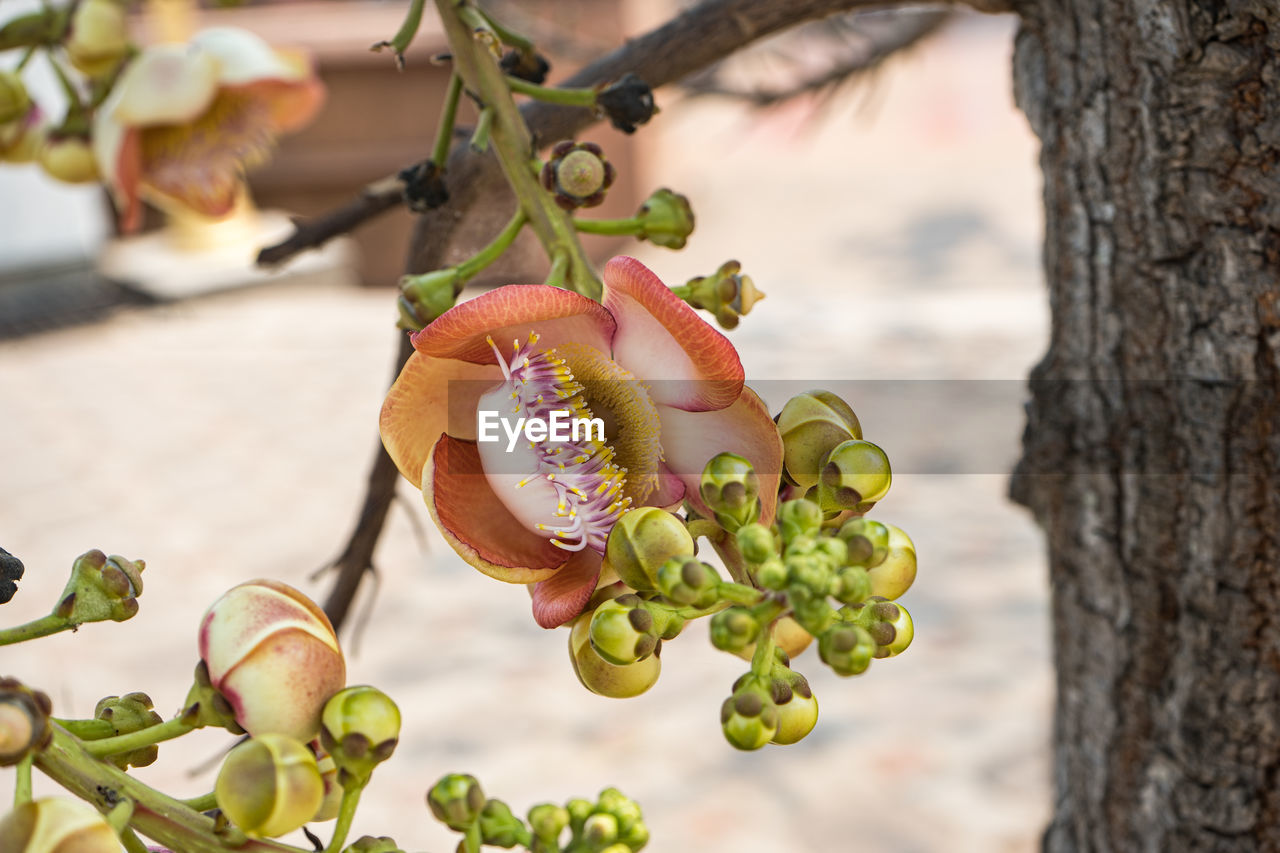 Beautiful pink sala or shorea robusta flower on the tree