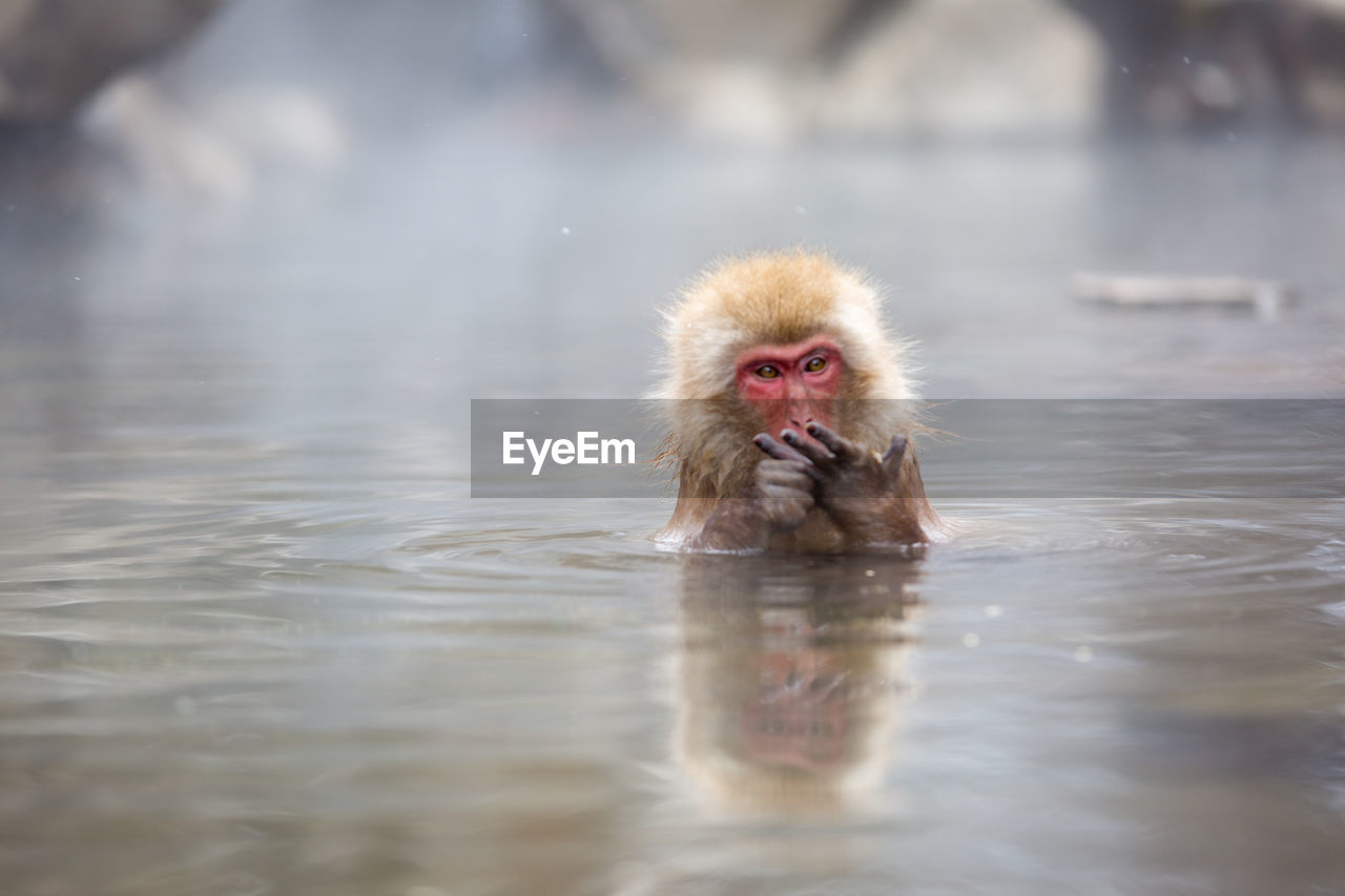 Macaque in hot spring
