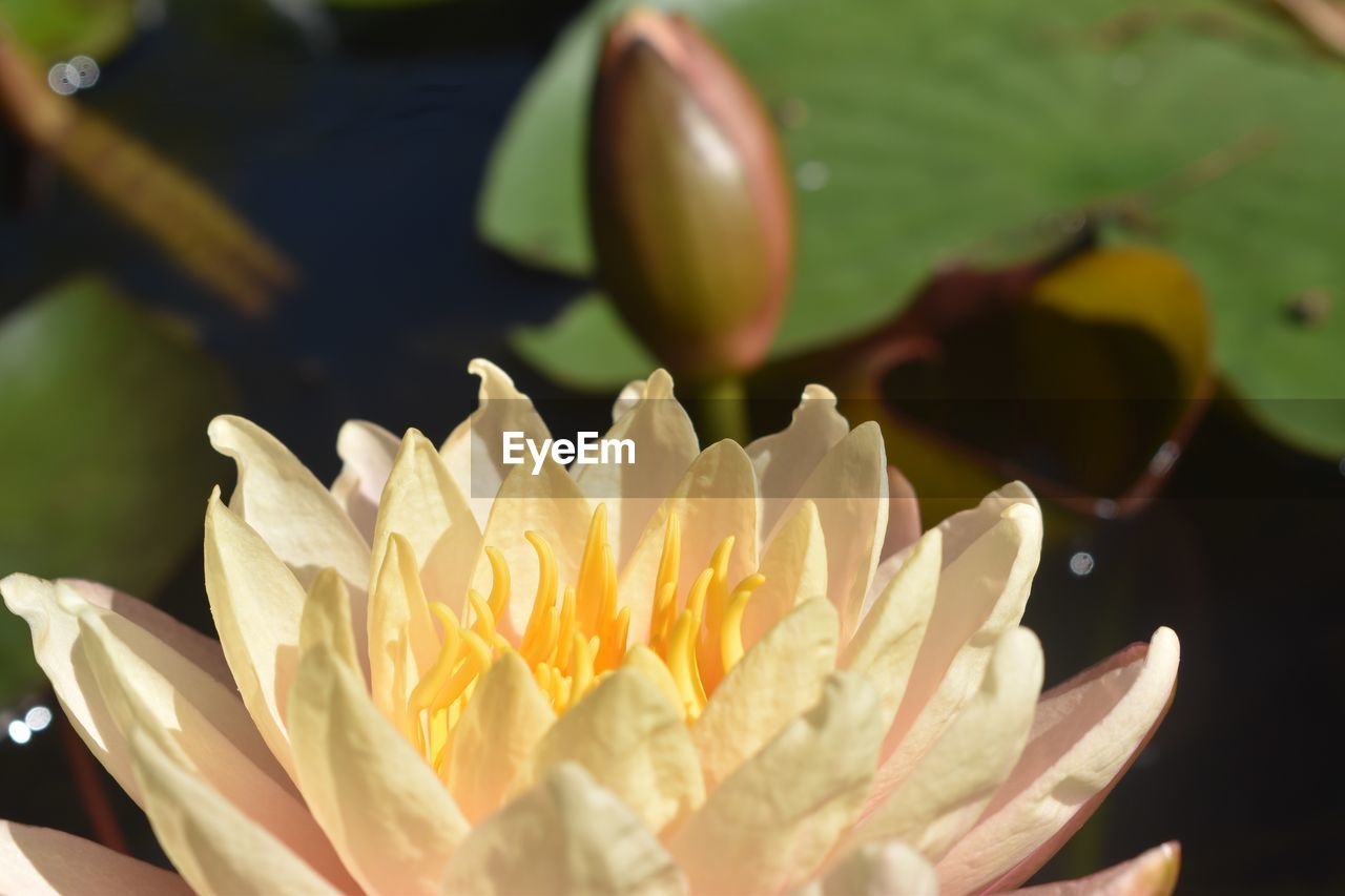 Close-up of water lily on rose