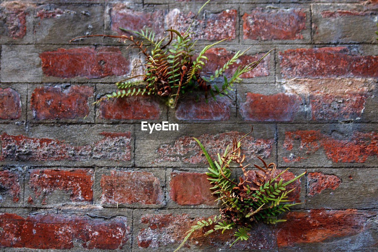 brick wall, brick, wall, wall - building feature, plant, architecture, no people, built structure, growth, day, nature, brickwork, outdoors, building exterior, leaf, textured, close-up, red, full frame, green