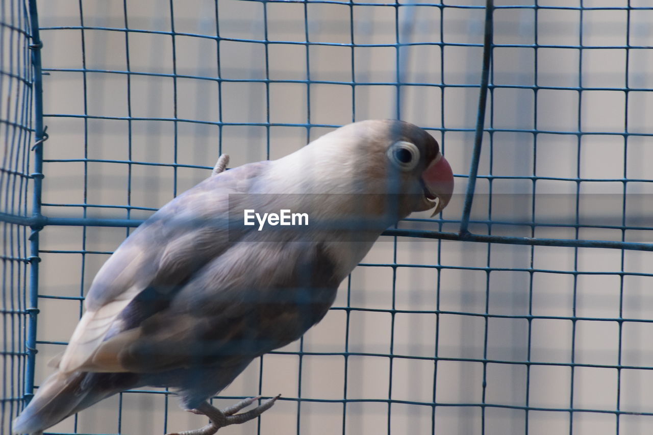 Close-up of bird in cage