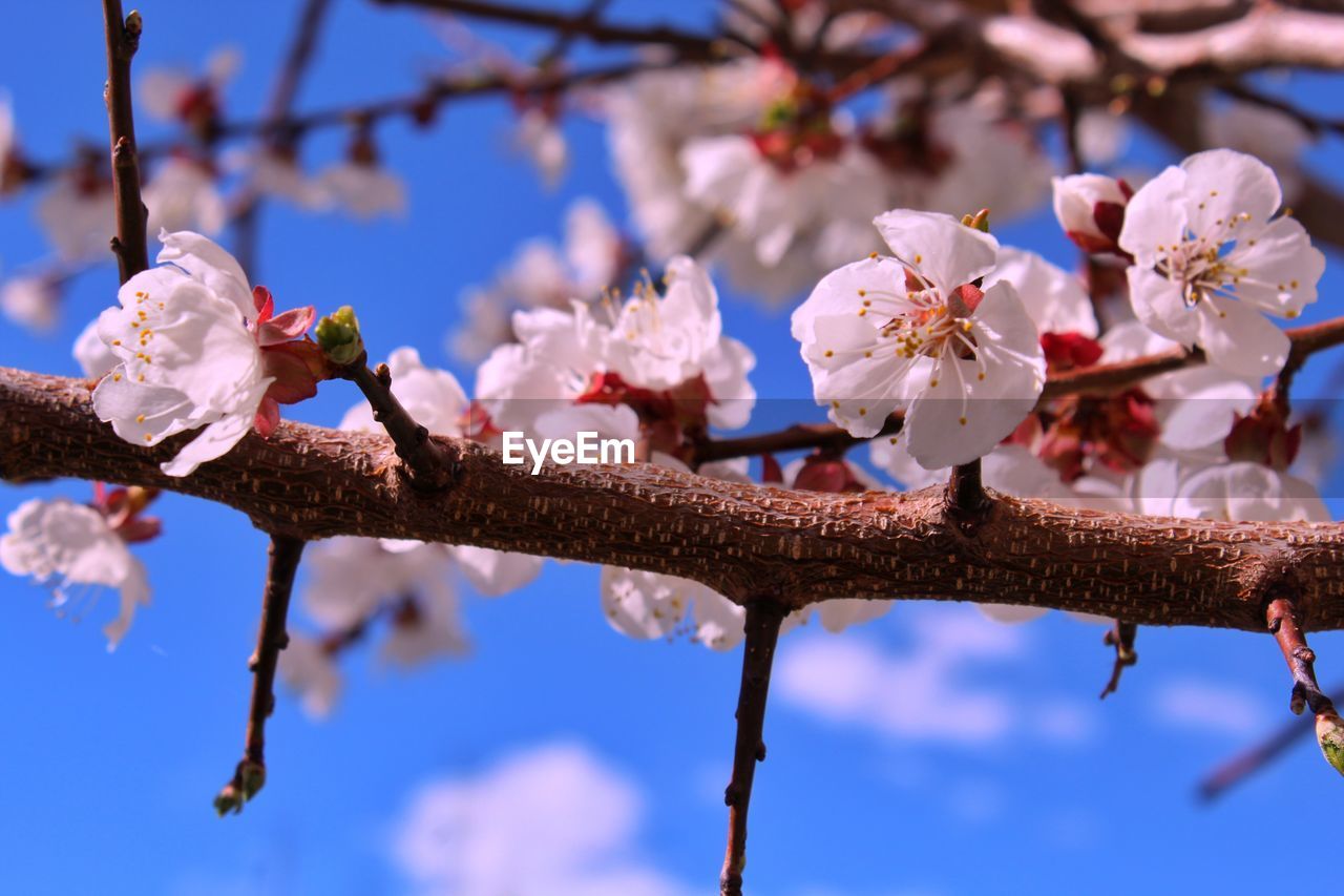 Apricot tree branches with a blooming apricot flowers in the month of april.