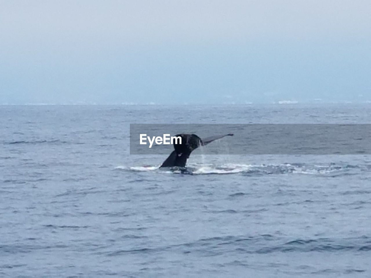 MAN SWIMMING IN SEA