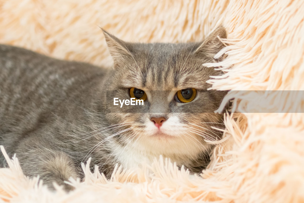 Portrait of beautiful gray tabby cat with green eyes on soft fluffy plaid. cat is resting at home.