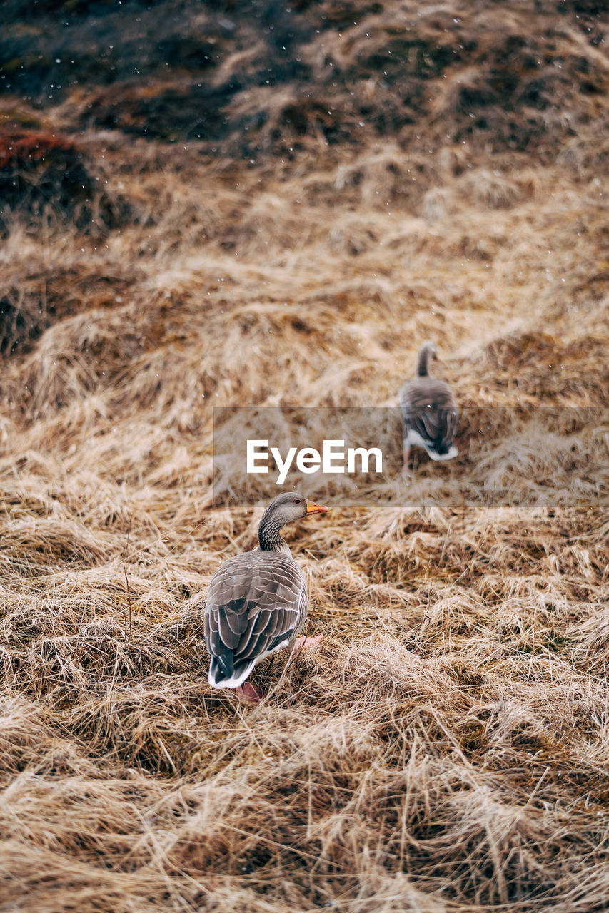 VIEW OF BIRDS PERCHING ON LAND