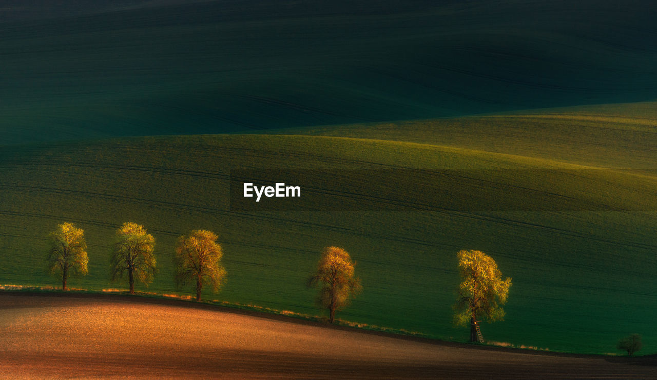 Scenic view of field against trees