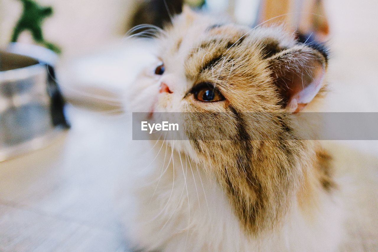 Close-up of kitten looking away on table