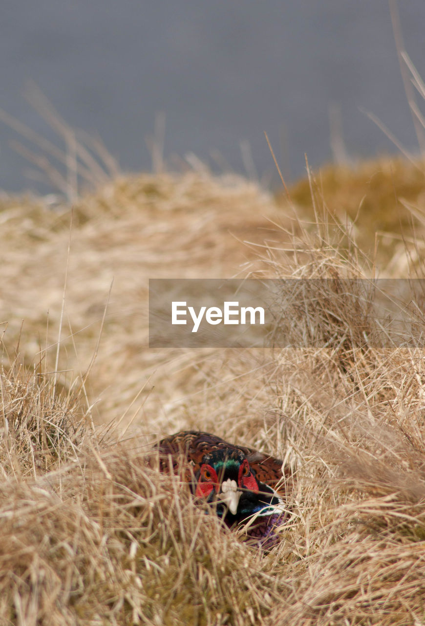 CLOSE-UP OF WHEAT GROWING ON FIELD