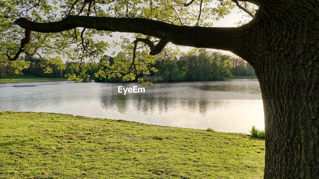 SCENIC VIEW OF LAKE WITH TREES IN BACKGROUND