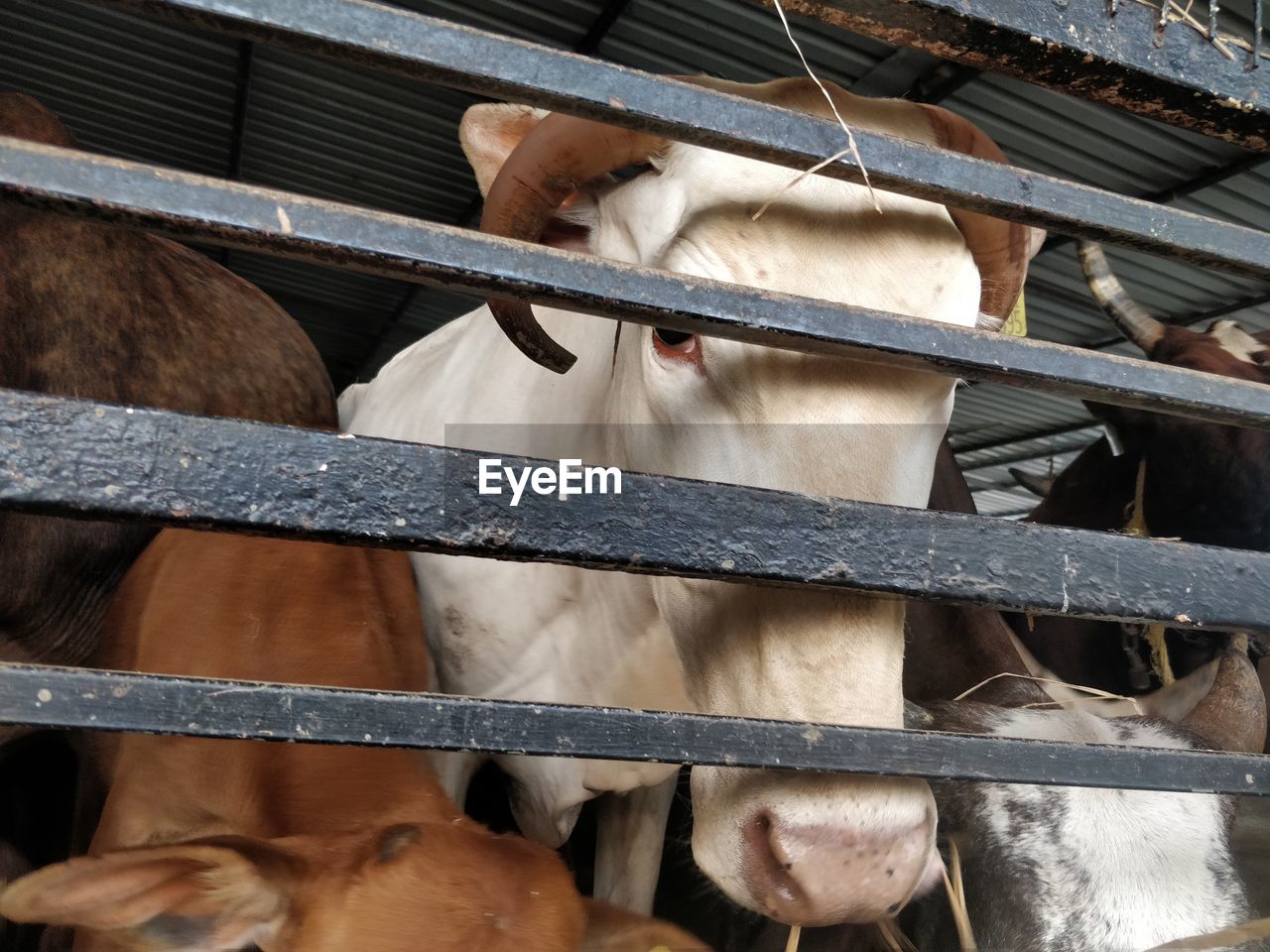 CLOSE-UP OF HORSE IN STABLE