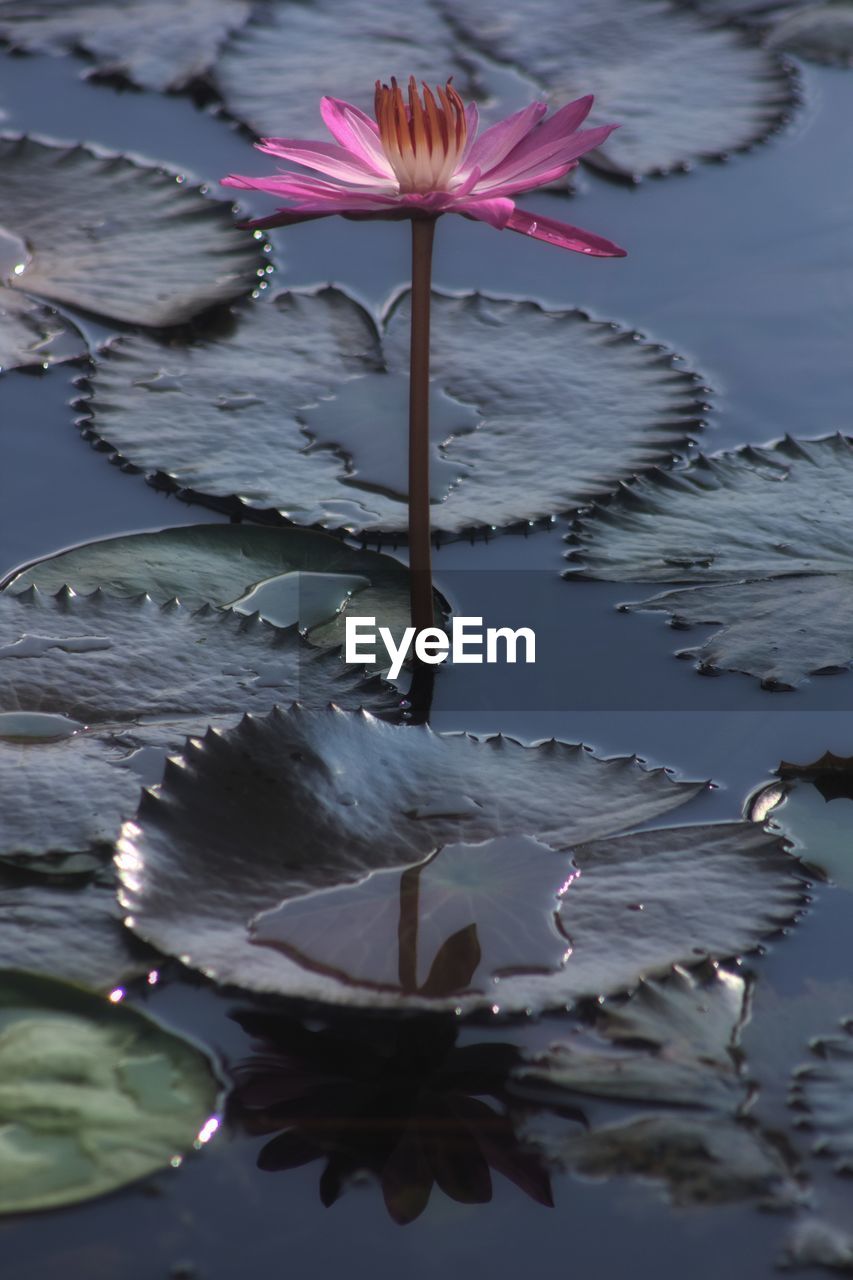 flower, water, reflection, flowering plant, beauty in nature, nature, lake, plant, petal, freshness, leaf, water lily, pink, no people, fragility, plant part, floating, floating on water, close-up, lily, outdoors, lotus water lily, macro photography, flower head, inflorescence, day, growth