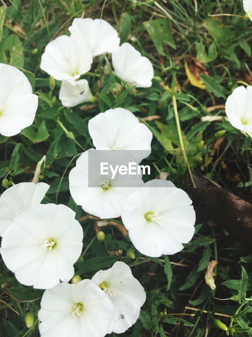 CLOSE-UP OF WHITE FLOWERS BLOOMING