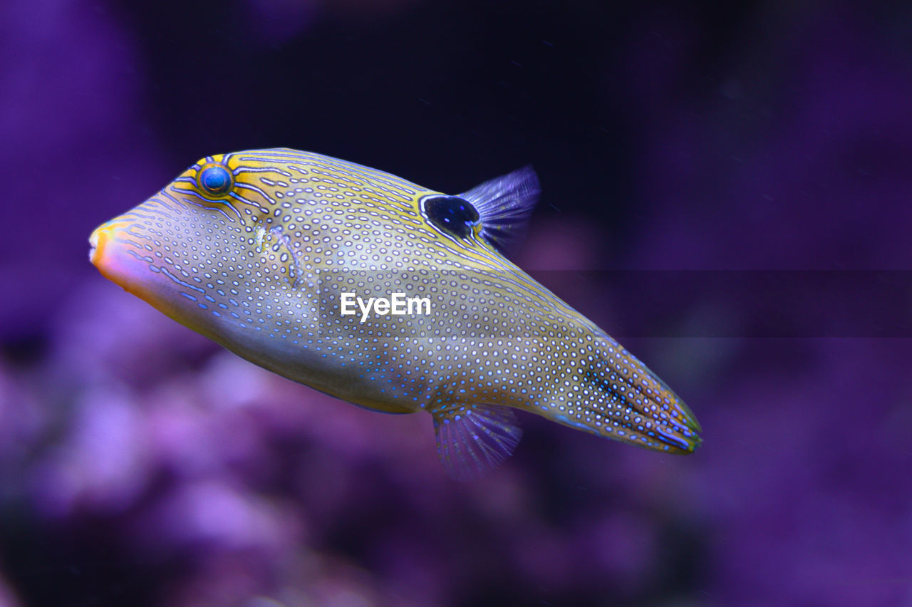 Spotted sharpnose puffer