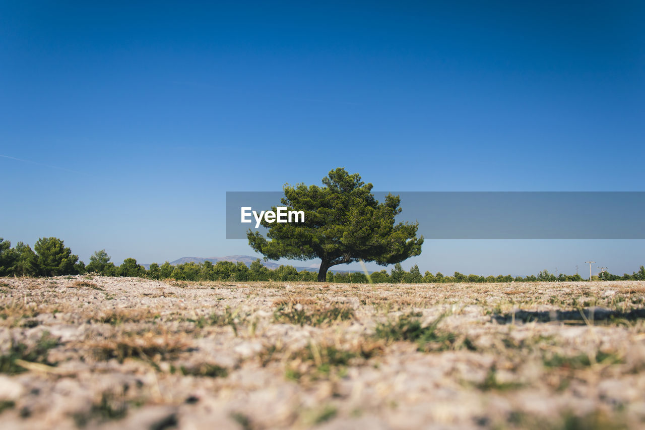 TREE ON FIELD AGAINST CLEAR SKY