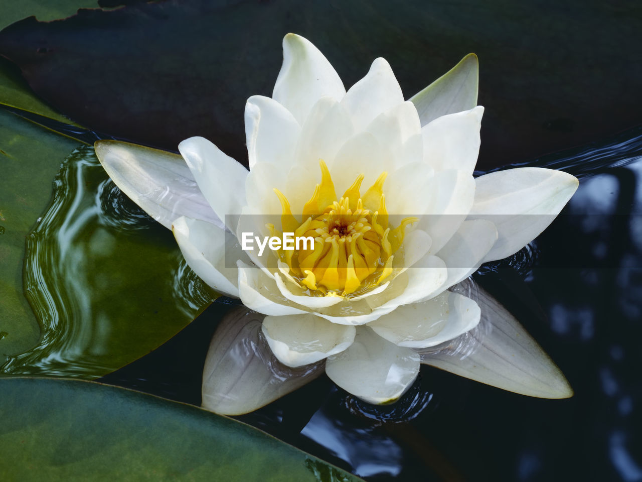 HIGH ANGLE VIEW OF WHITE WATER LILY IN LAKE