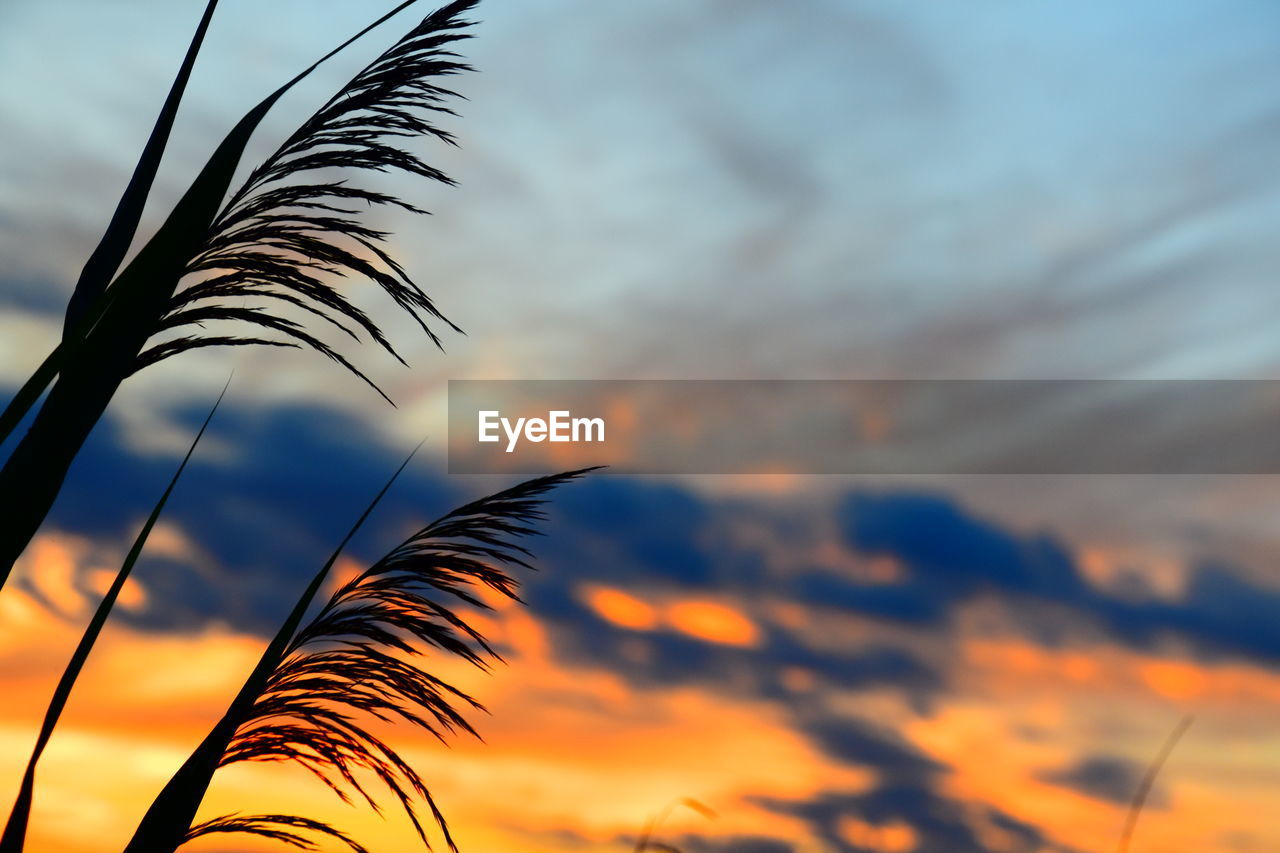 sky, sunset, cloud, nature, sunlight, beauty in nature, plant, silhouette, dramatic sky, tropical climate, no people, dusk, palm tree, horizon, tranquility, tree, orange color, evening, scenics - nature, tranquil scene, outdoors, growth, leaf, environment, palm leaf, multi colored, focus on foreground, field, sun, vibrant color, idyllic, yellow, twilight, grass, landscape, plant part, low angle view, moody sky