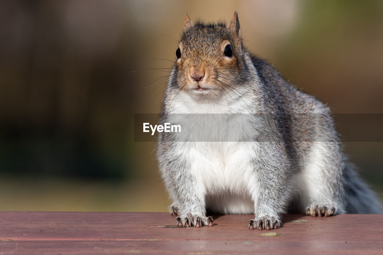 Portrait of a grey squirrel  on a picnic table in the park.