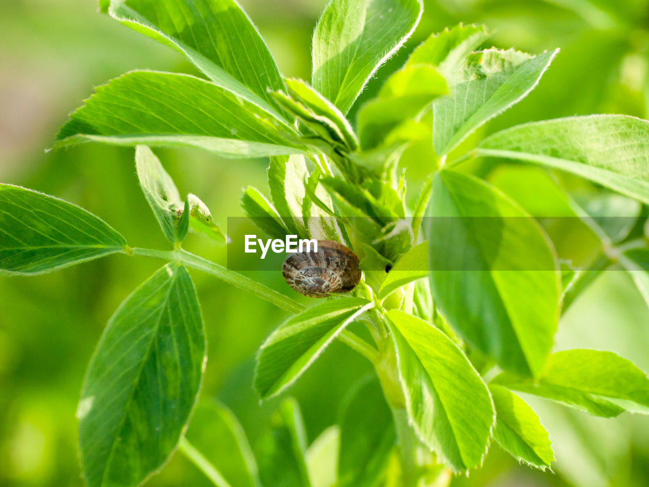 CLOSE-UP OF BUTTERFLY ON GREEN LEAVES