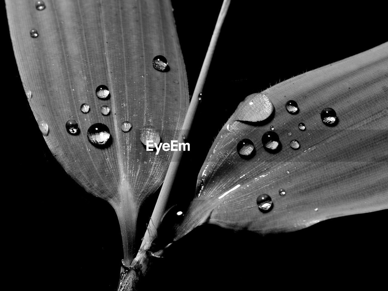 CLOSE-UP OF WATER DROPS ON BLACK BACKGROUND