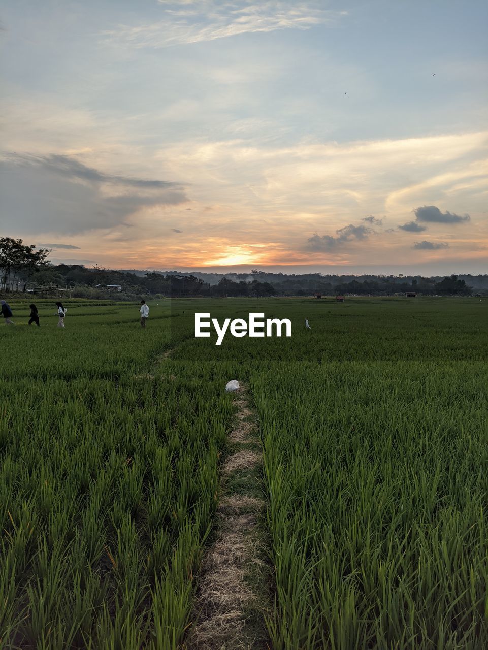 landscape, sky, field, plant, environment, land, agriculture, rural scene, horizon, grass, scenics - nature, beauty in nature, nature, cloud, crop, sunset, growth, tranquility, prairie, farm, plain, tranquil scene, rural area, green, grassland, paddy field, cereal plant, sunlight, natural environment, no people, meadow, outdoors, food, idyllic, hill, barley, rice, tree, food and drink, non-urban scene, rice paddy