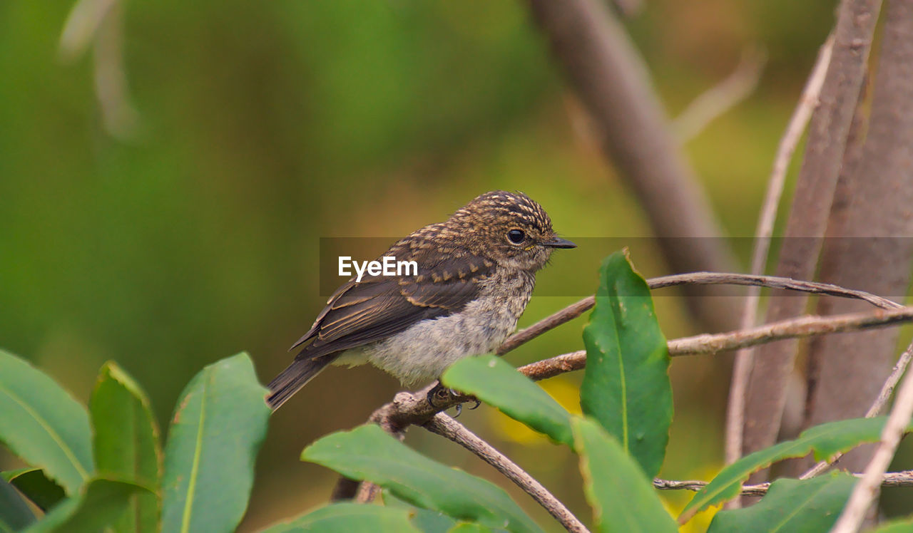 CLOSE-UP OF A BIRD PERCHING ON BRANCH