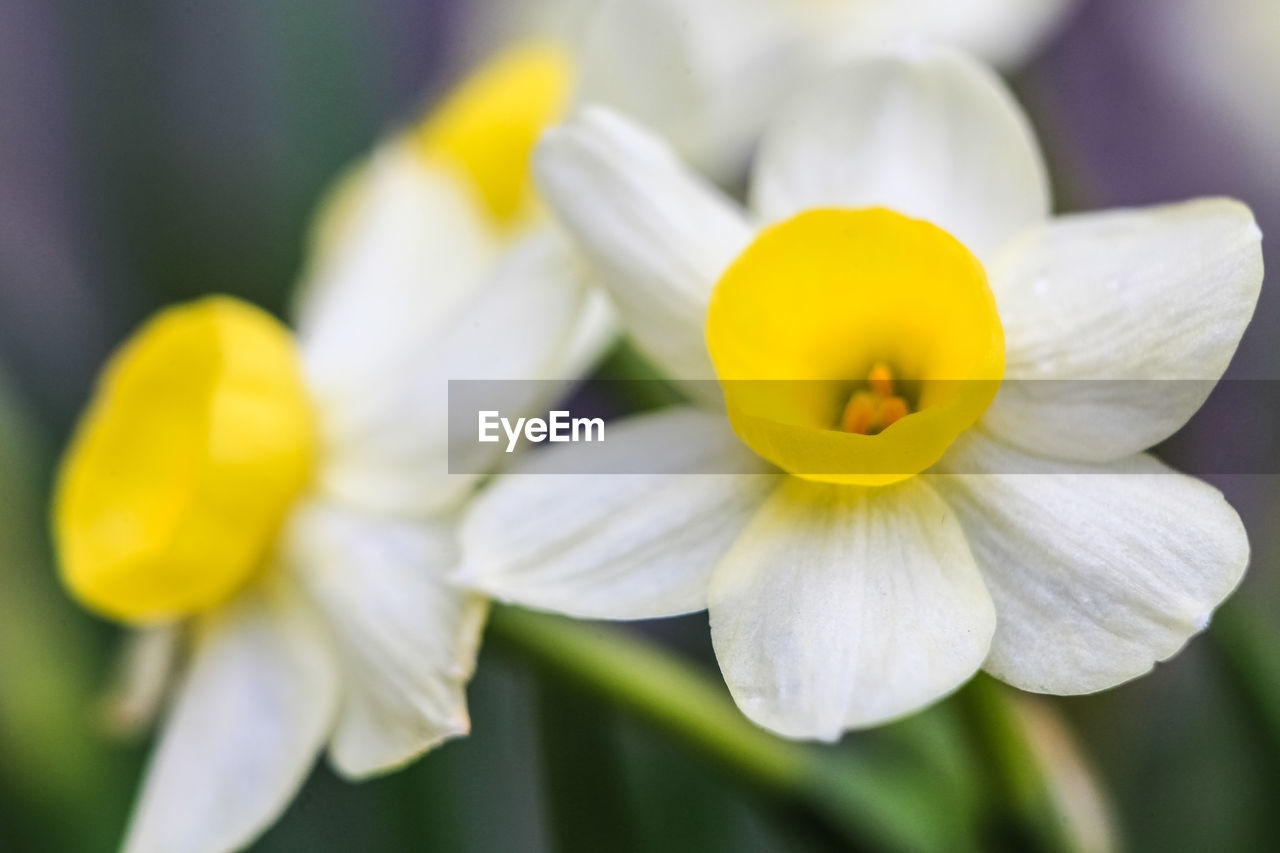 Close-up of yellow flowers blooming outdoors