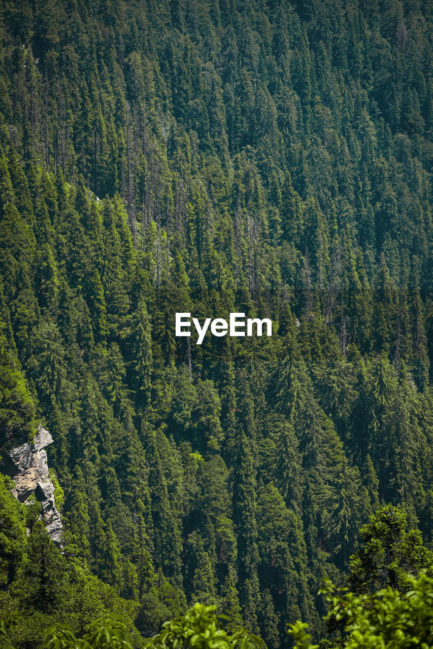 Asia's most dense forest -green valley in kufri ,shimla, india .