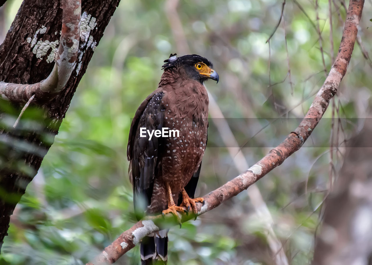 LOW ANGLE VIEW OF OWL PERCHING ON TREE