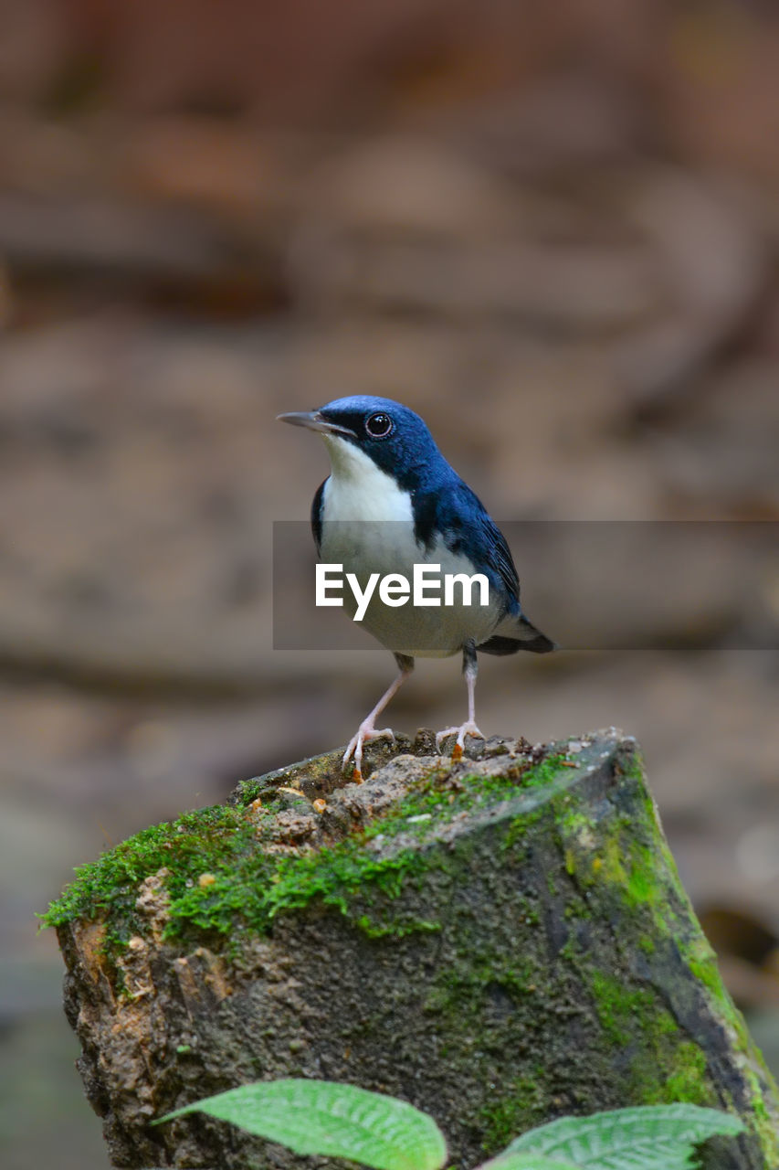 BIRD PERCHING ON ROCK