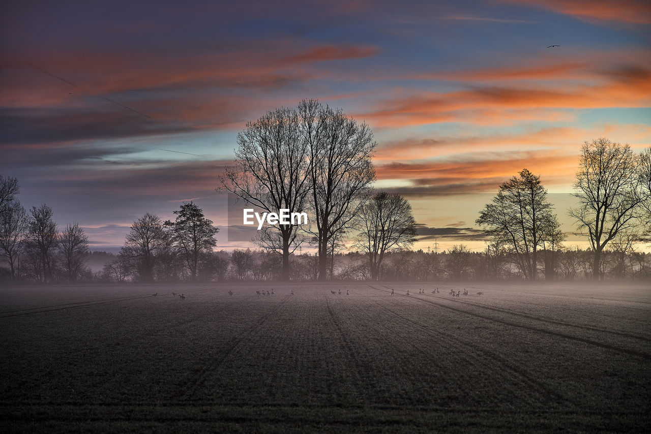 BARE TREES ON FIELD DURING SUNSET